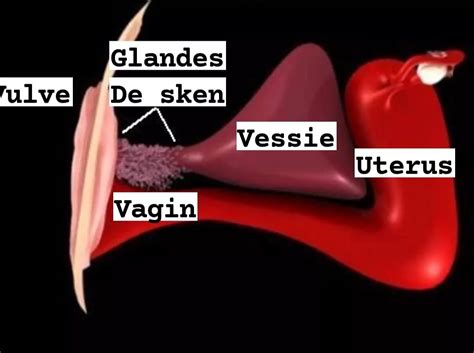 glande de skene|Glande de Skene : définition, rôle, inflammation, kyste